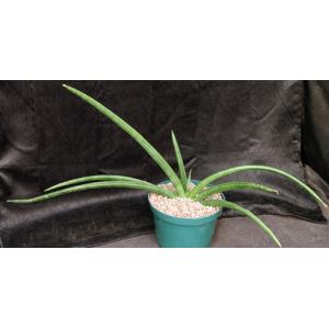 Sansevieria patens 8-inch pots